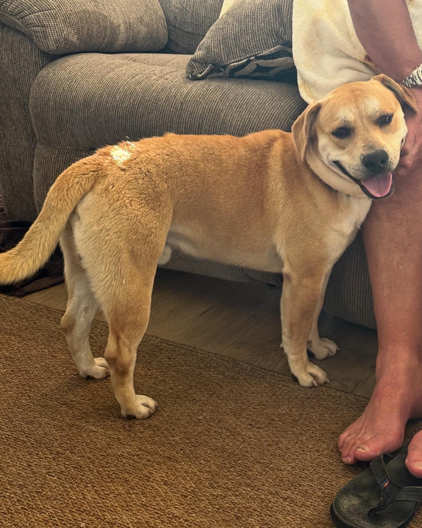 Enlarge Waffles, a Adopted mixed breed in Corona, CA image 5/5