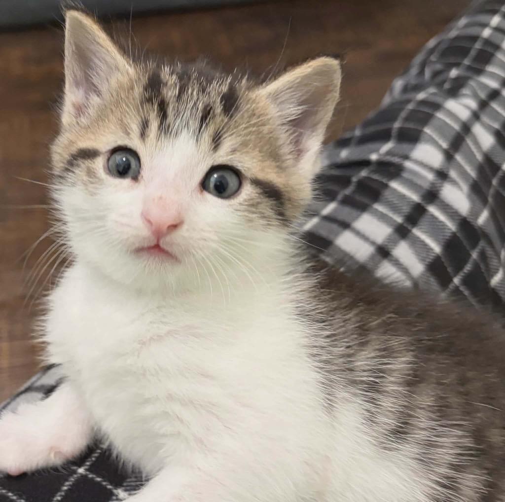 Squeak, Adoptable, Kitten Male Domestic Short Hair.