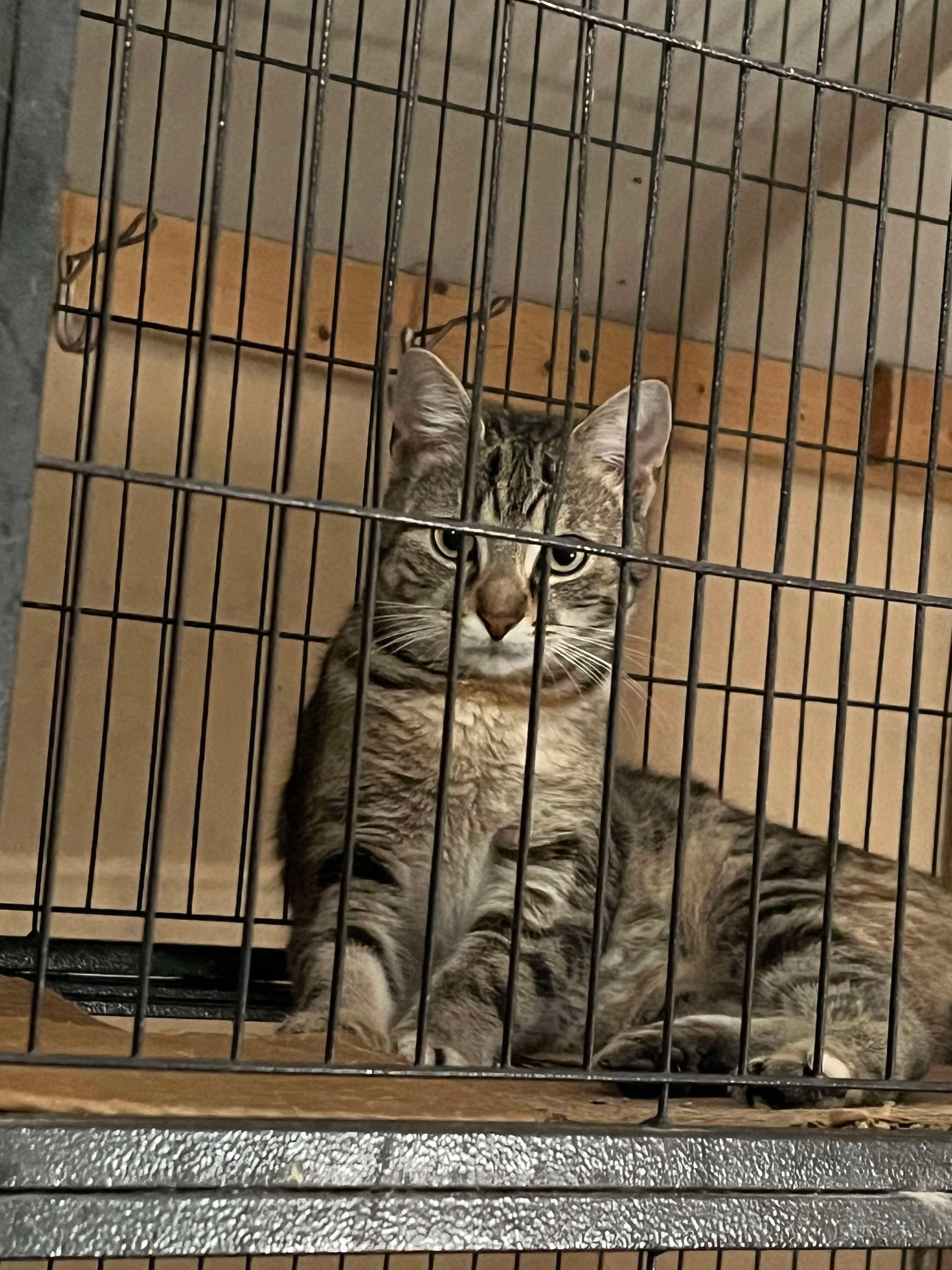 Belladonna, Adoptable, Young Female Domestic Short Hair.