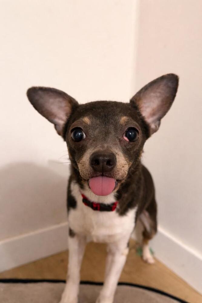 Enlarge Georgie, a Adoptable mixed breed in Bellingham, WA image 1/5