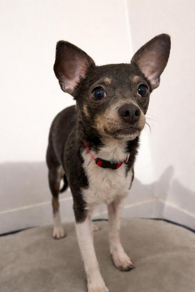 Enlarge Georgie, a Adoptable mixed breed in Bellingham, WA image 3/5