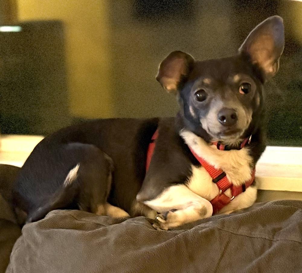 Enlarge Georgie, a Adoptable mixed breed in Bellingham, WA image 4/5