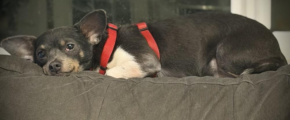 Enlarge Georgie, a Adoptable mixed breed in Bellingham, WA image 5/5