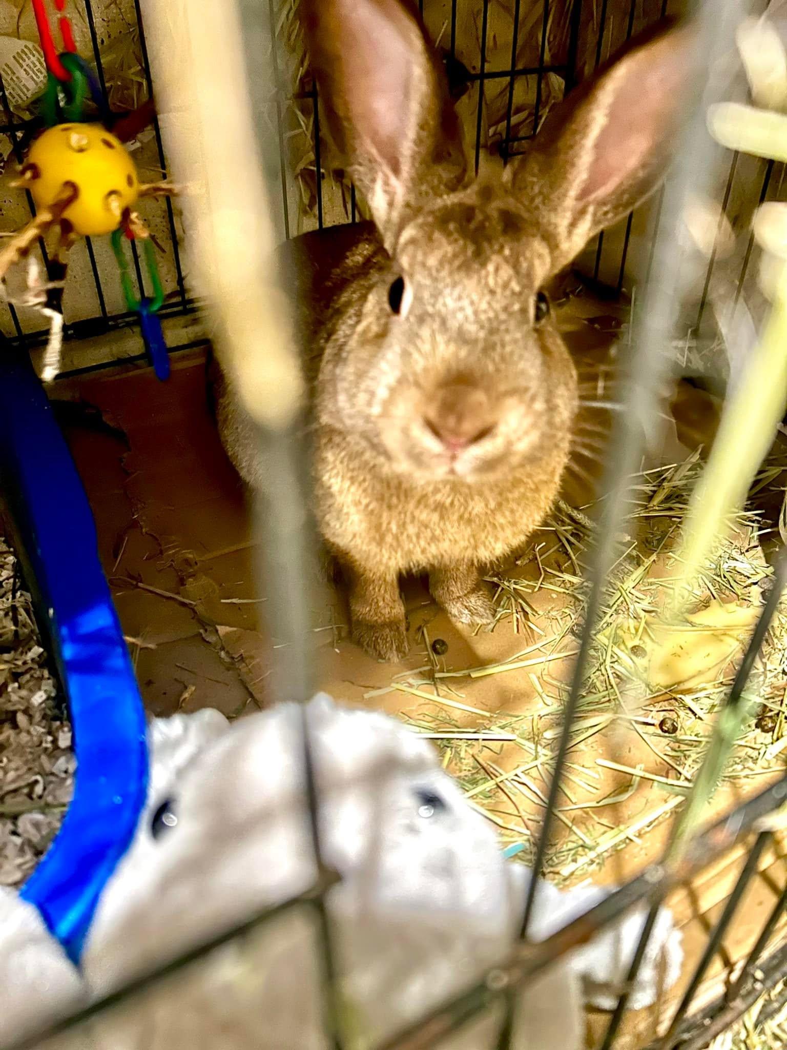 Mr. Whiskers, adopted, Adult Male Bunny Rabbit.
