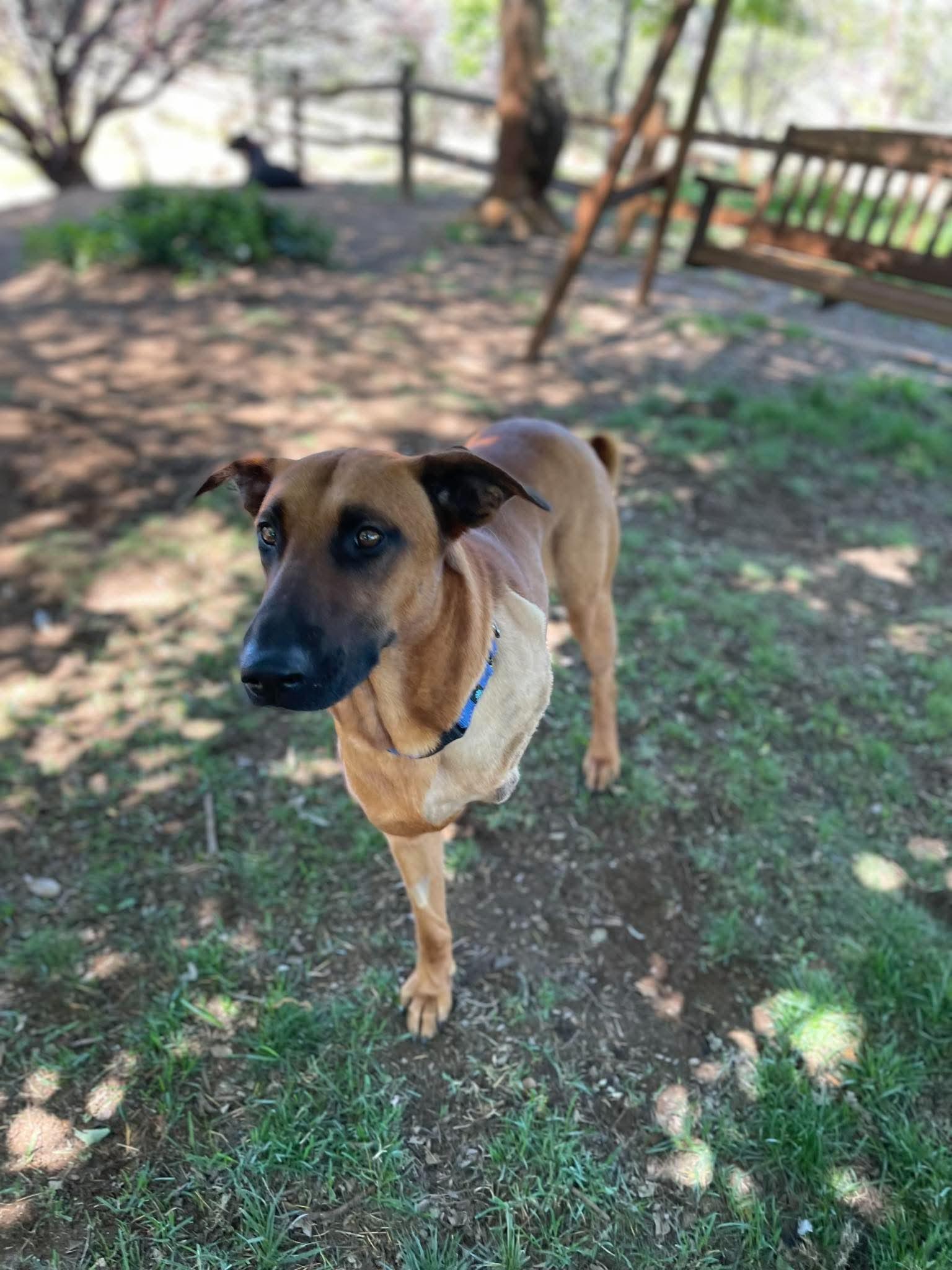 Enlarge Thor, a ADOPTABLE mixed breed in Temecula, CA image 4/6