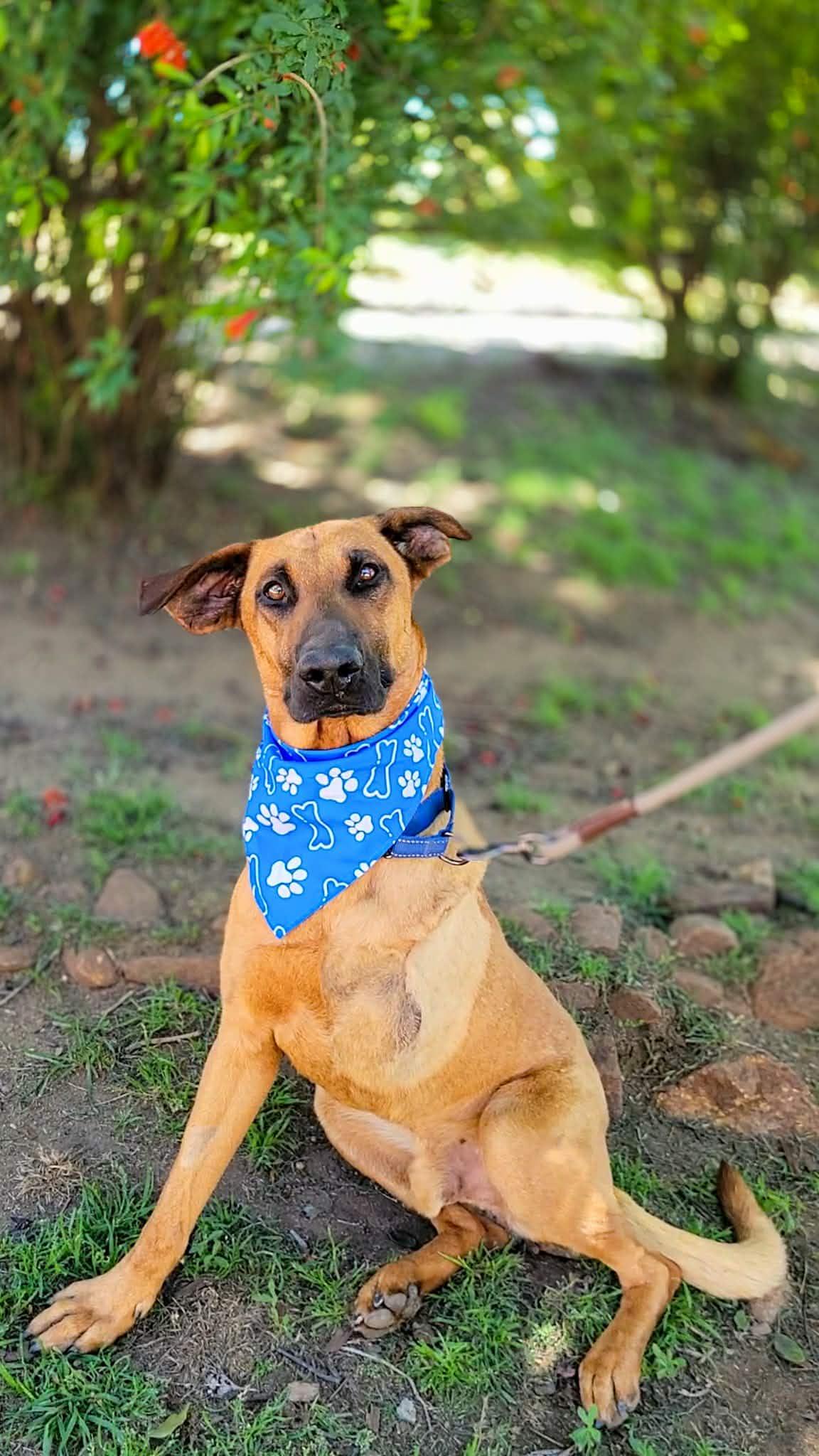 Enlarge Thor, a ADOPTABLE mixed breed in Temecula, CA image 1/6