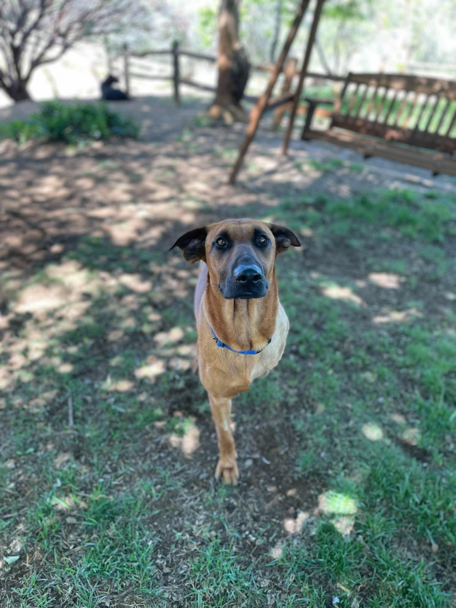 Enlarge Thor, a ADOPTABLE mixed breed in Temecula, CA image 3/6