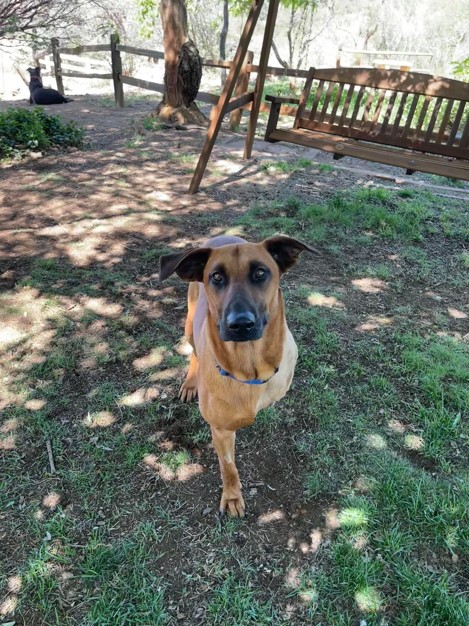 Enlarge Thor, a ADOPTABLE mixed breed in Temecula, CA image 2/6