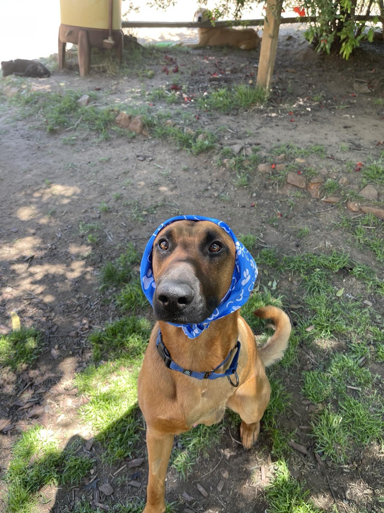 Enlarge Thor, a ADOPTABLE mixed breed in Temecula, CA image 6/6