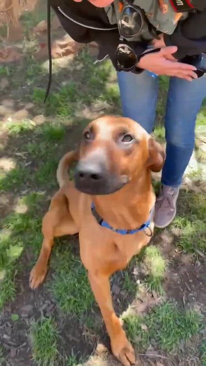 Enlarge Thor, a ADOPTABLE mixed breed in Temecula, CA video 5/6