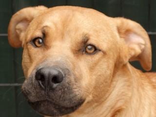Jake, Adoptable, Young Male Pit Bull Terrier.