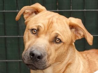 Jake, a Adoptable mixed breed in Anaconda, MT image 2/4