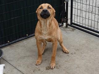Jake, a Adoptable mixed breed in Anaconda, MT image 3/4