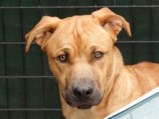 Jake, a Adoptable mixed breed in Anaconda, MT image 4/4