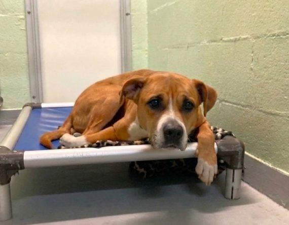 Enlarge Junebug, a Adoptable Mixed Breed in Durham, NC image 1/1