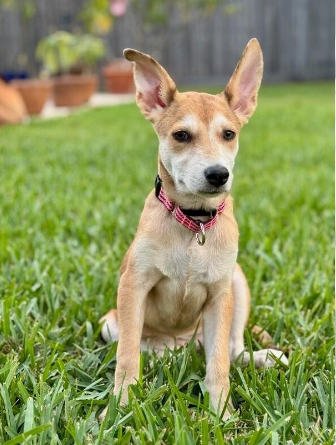 Sweet Little Chrissy, an adopted mixed breed in Atlanta, GA image 5/6