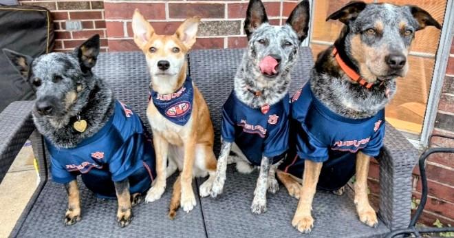 Sweet Little Chrissy, an adopted mixed breed in Atlanta, GA image 6/6