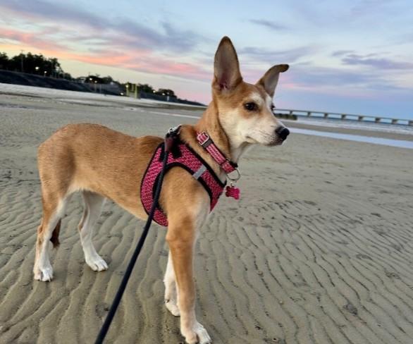 Sweet Little Chrissy, adopted, Puppy Female Carolina Dog & Labrador Retriever.