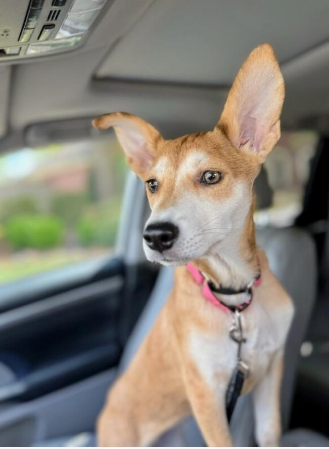 Sweet Little Chrissy, an adopted mixed breed in Atlanta, GA image 2/6