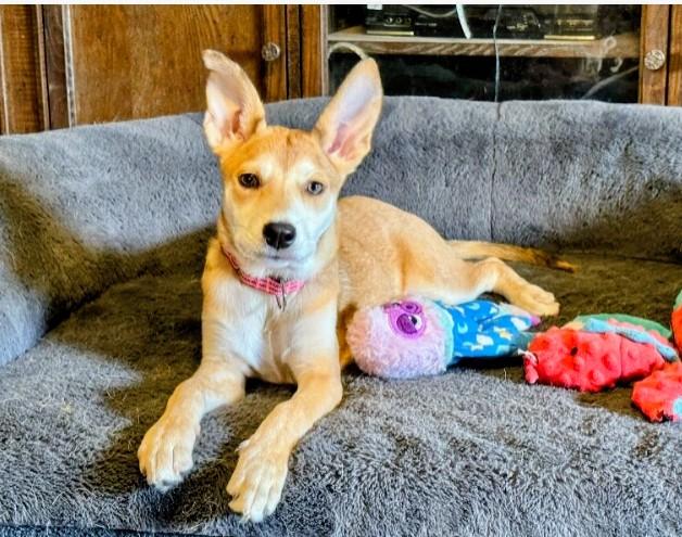 Sweet Little Chrissy, an adopted mixed breed in Atlanta, GA image 3/6