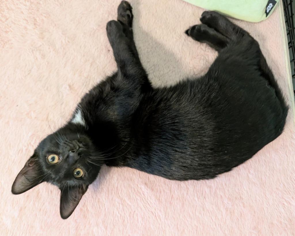 Moroccan, Adoptable, Kitten Male Domestic Short Hair.