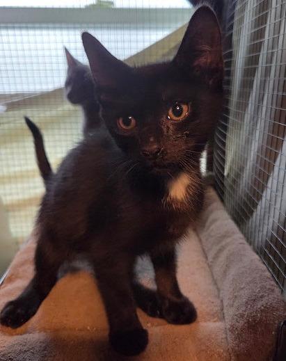 Enlarge Moroccan, a Adoptable mixed breed in Parkville, MD image 2/6