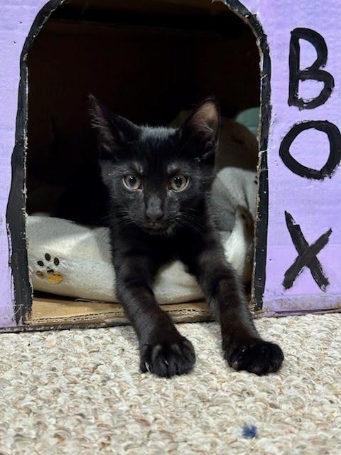 Enlarge Moroccan, a Adoptable mixed breed in Parkville, MD image 3/6