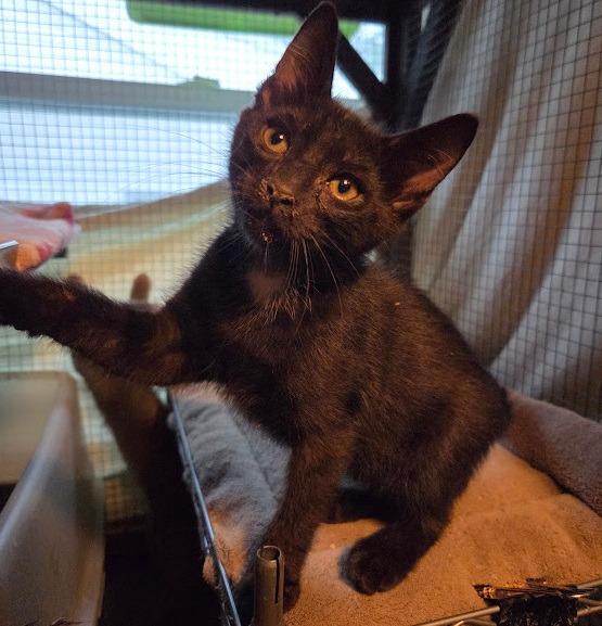 Enlarge Moroccan, a Adoptable mixed breed in Parkville, MD image 4/6