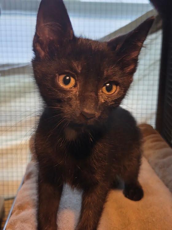 Enlarge Moroccan, a Adoptable mixed breed in Parkville, MD image 5/6