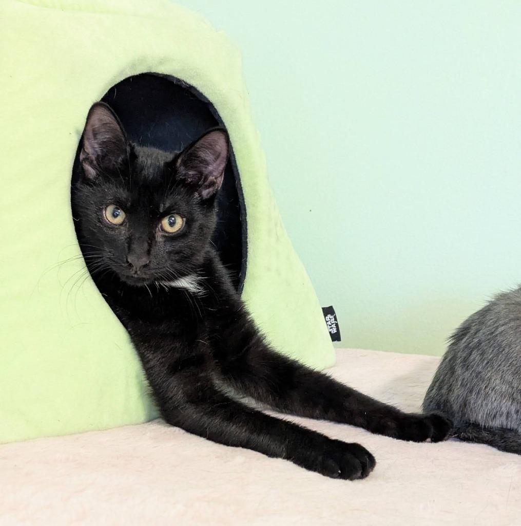 Enlarge Moroccan, a Adoptable mixed breed in Parkville, MD image 6/6