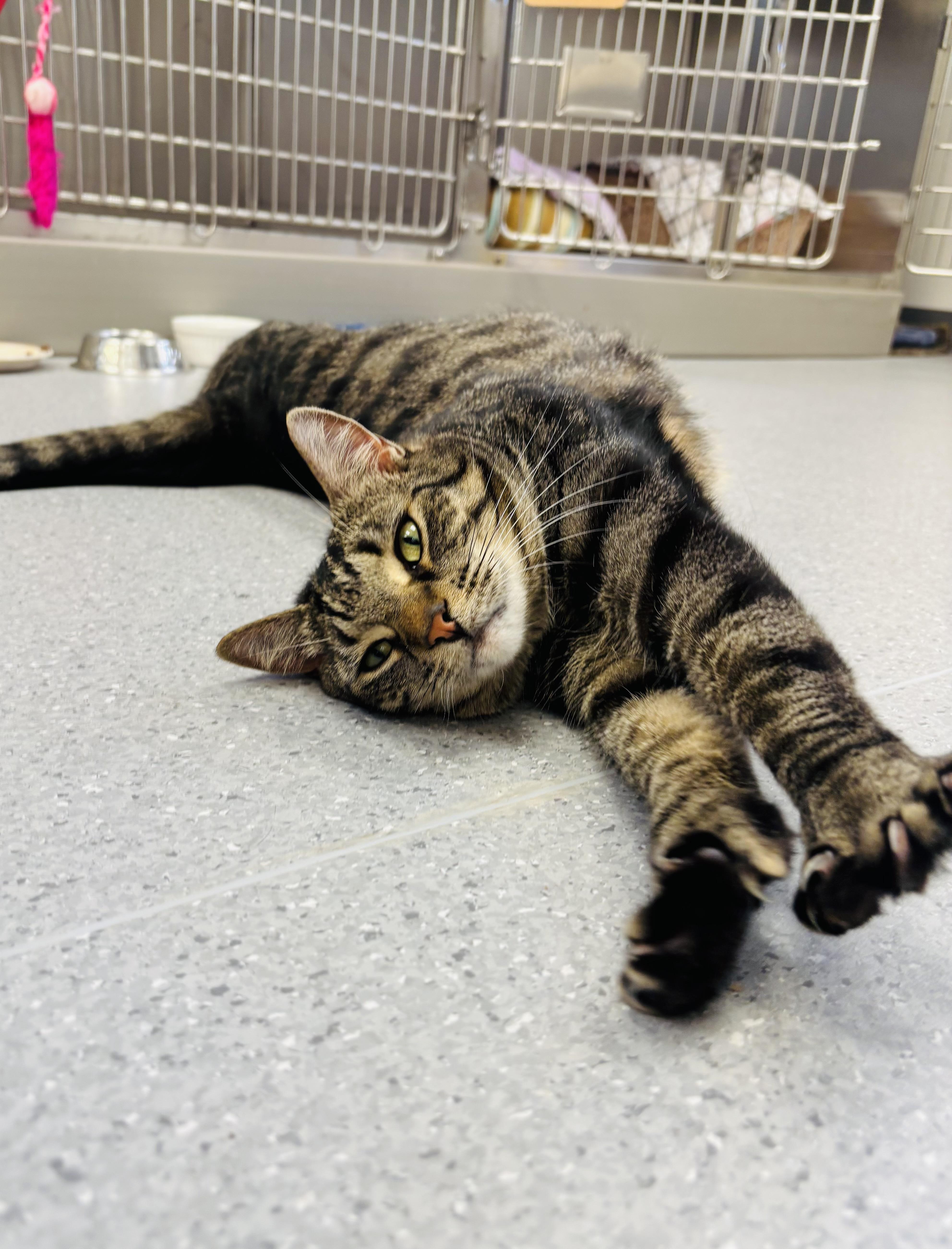 Enlarge Poutine (bonded with Whopper), an adopted Domestic Short Hair in Everett, ON image 2/3