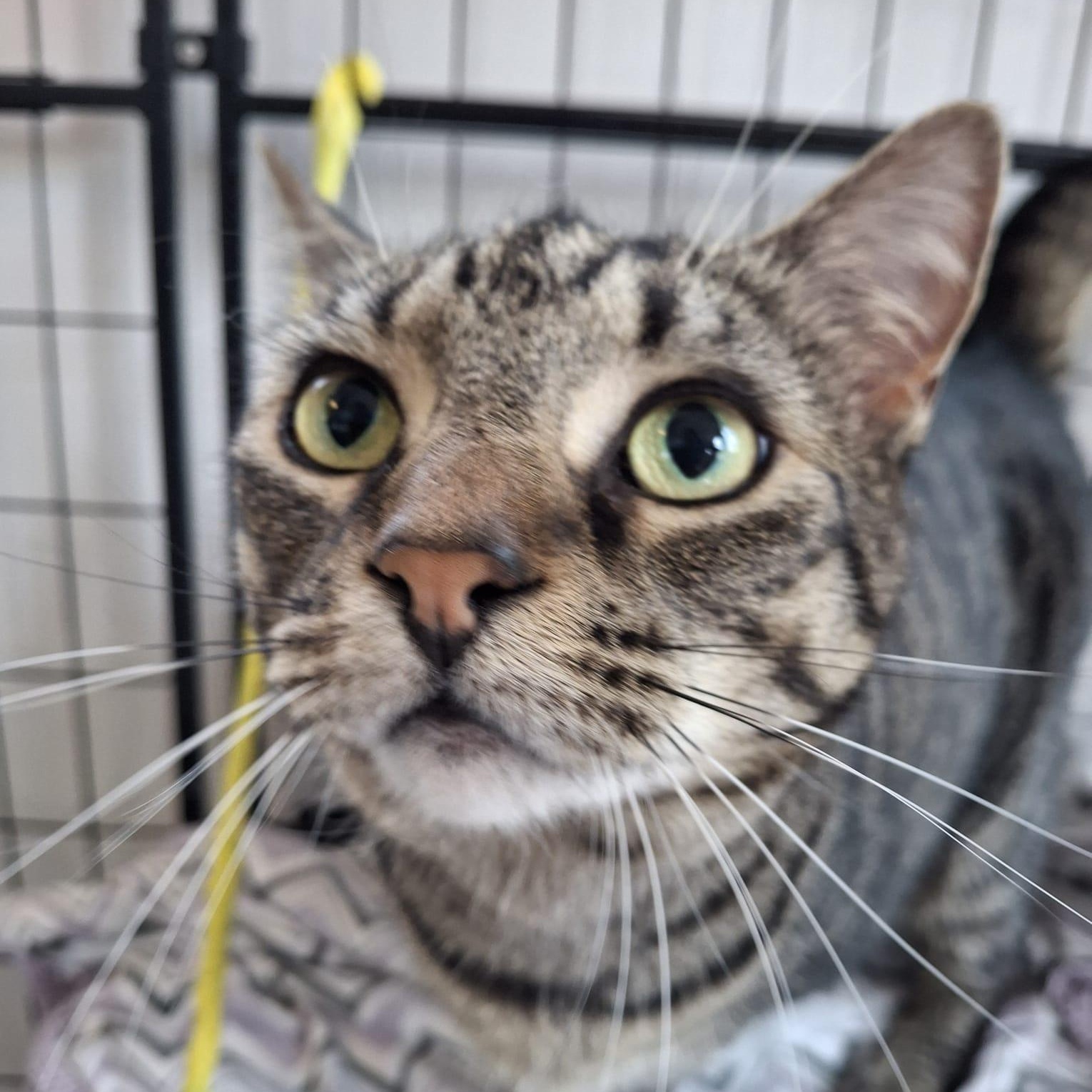 Enlarge Poutine (bonded with Whopper), an adopted Domestic Short Hair in Everett, ON image 3/3