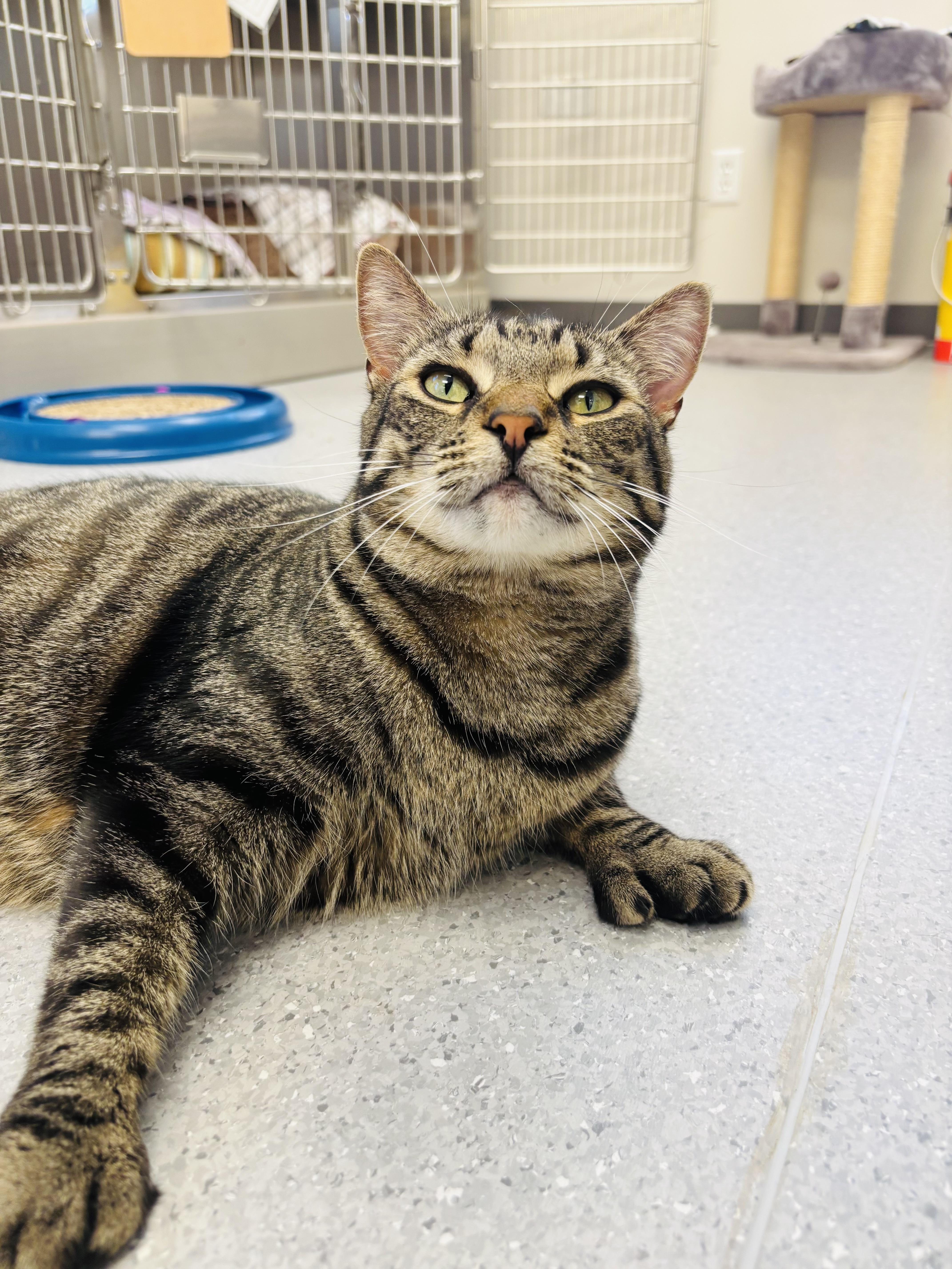 Enlarge Poutine (bonded with Whopper), an adopted Domestic Short Hair in Everett, ON image 1/3
