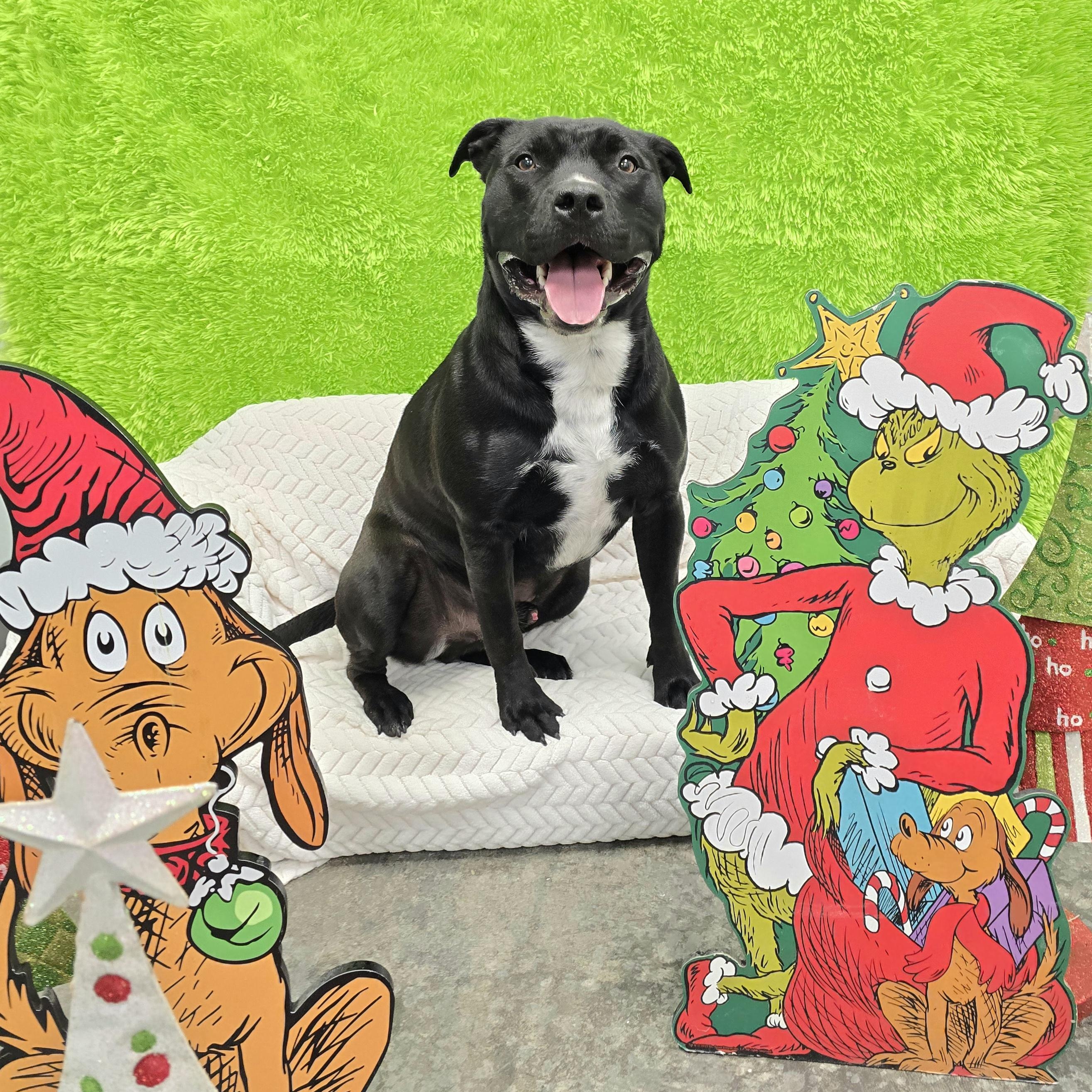 Enlarge Sarg, a Adoptable mixed breed in Mount Carmel, IL image 2/6