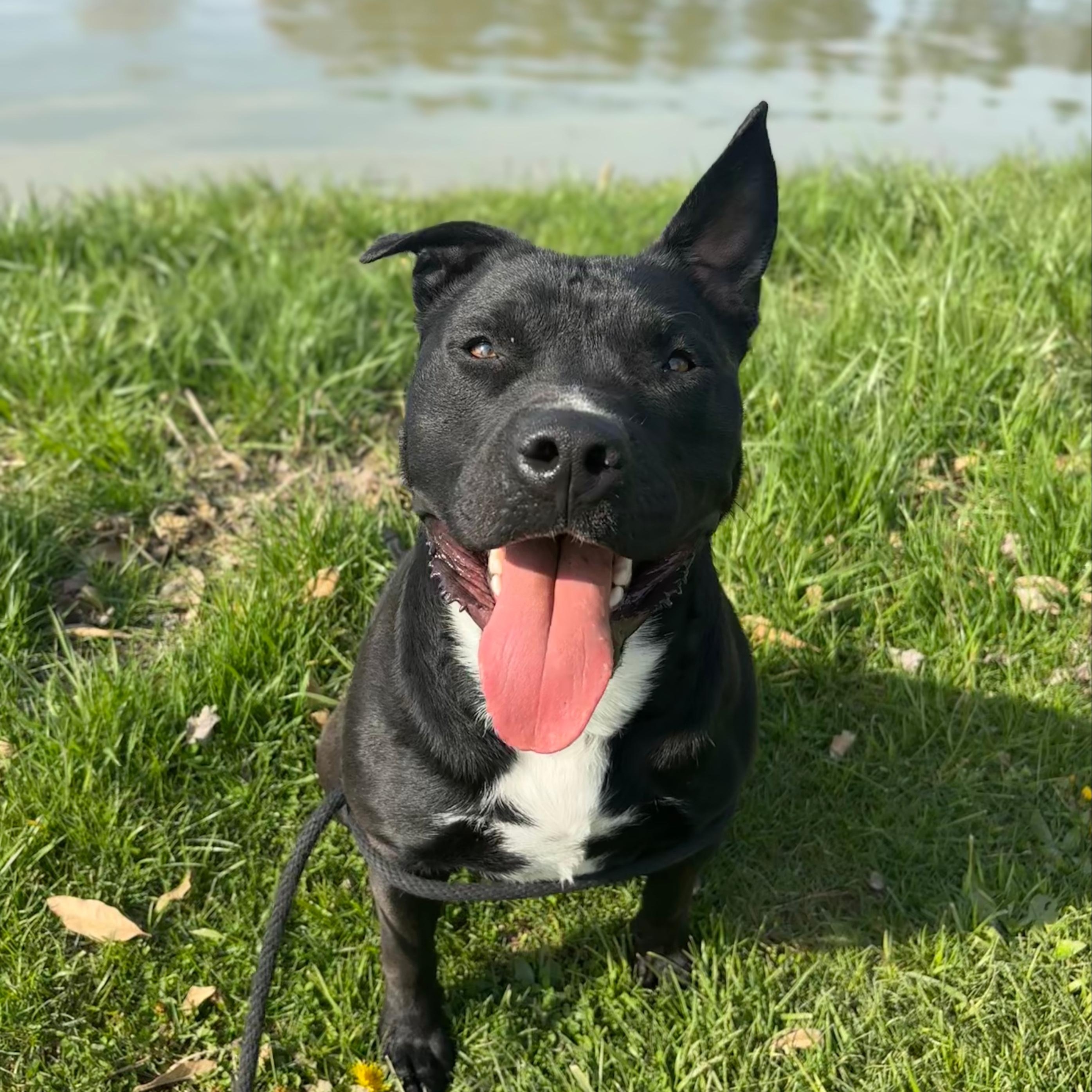Enlarge Sarg, a Adoptable mixed breed in Mount Carmel, IL image 3/6