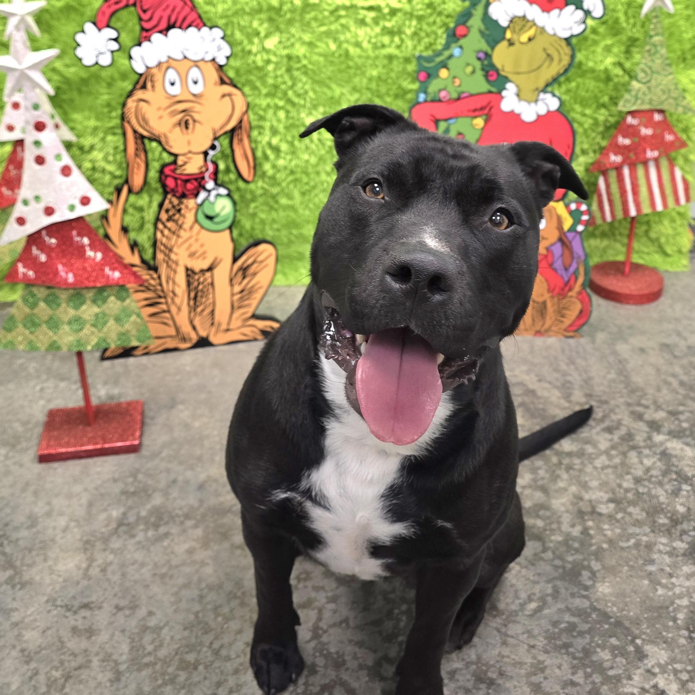 Enlarge Sarg, a Adoptable mixed breed in Mount Carmel, IL image 6/6