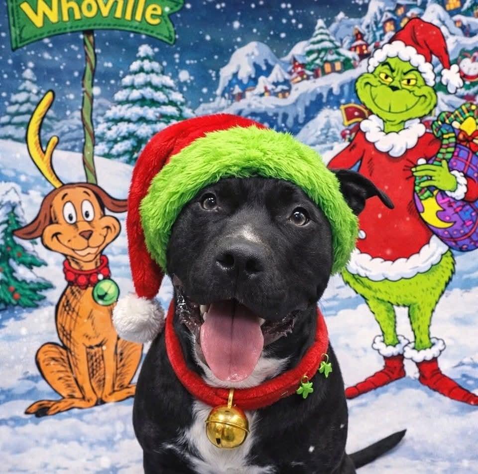 Sarg, Adoptable, Young Male Pit Bull Terrier & Terrier.