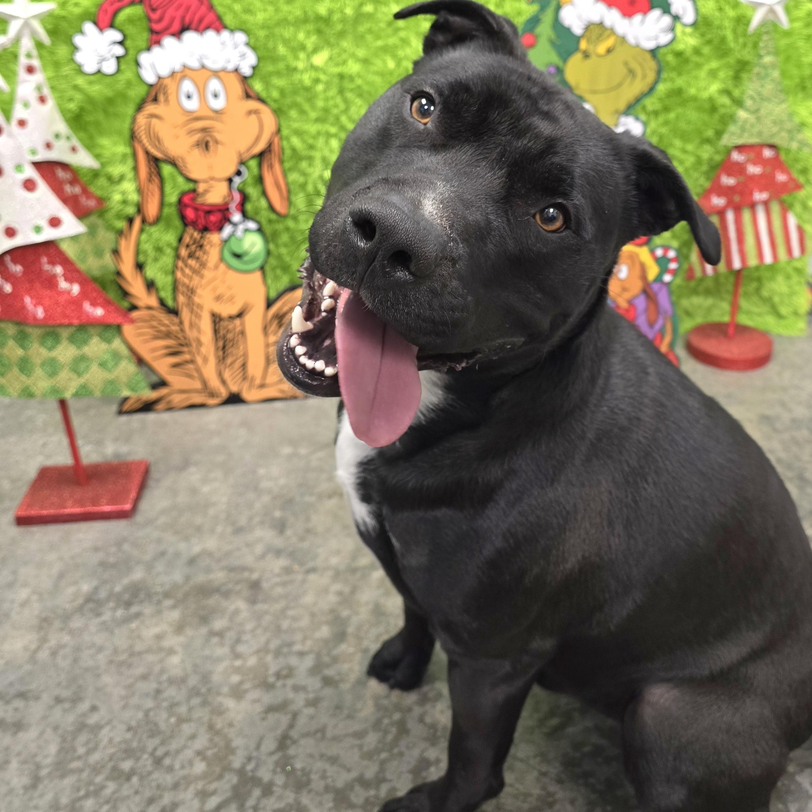 Enlarge Sarg, a Adoptable mixed breed in Mount Carmel, IL image 4/6