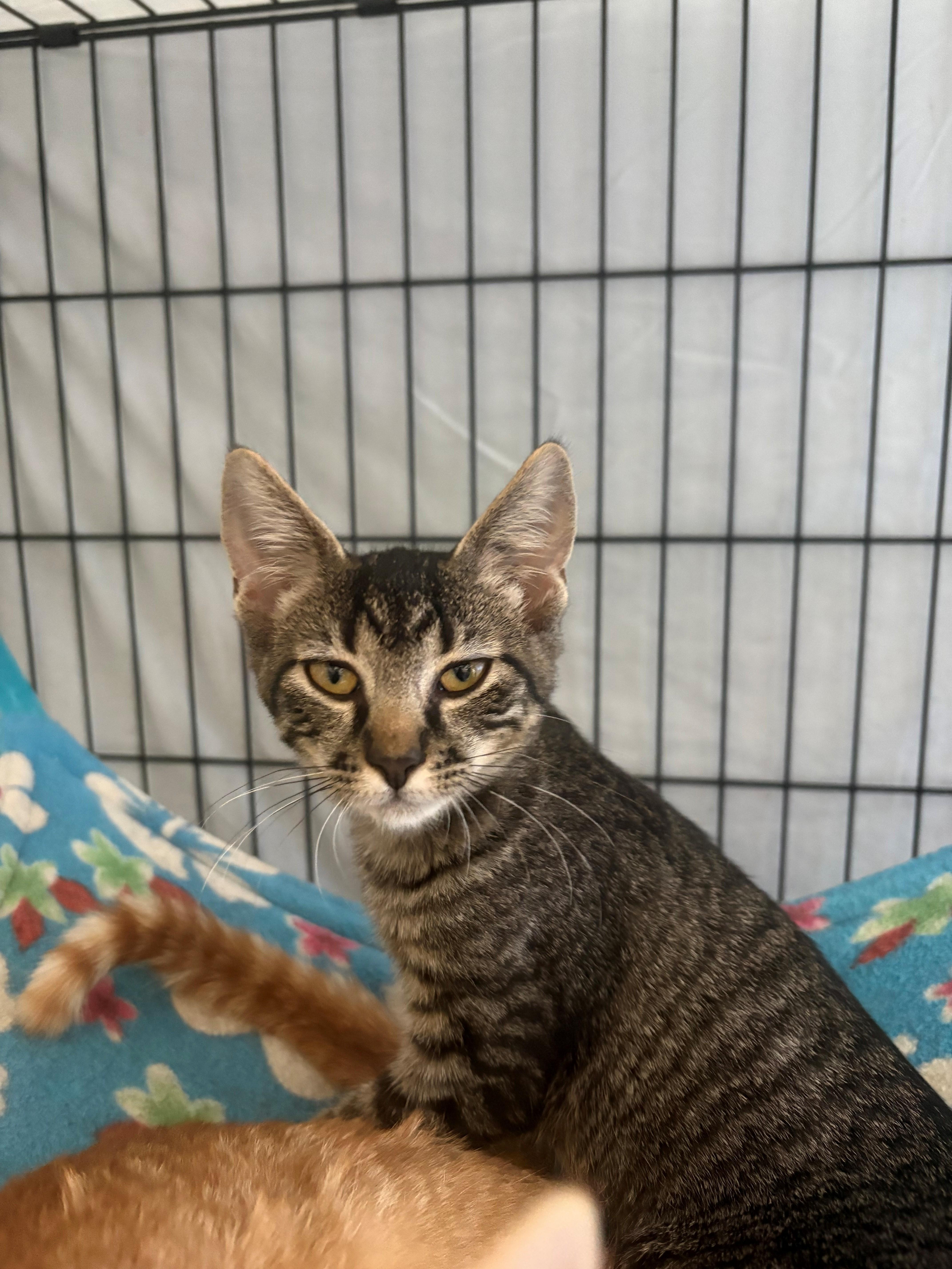 Enlarge Delilah, an adopted Domestic Short Hair in Grass Valley, CA image 1/1