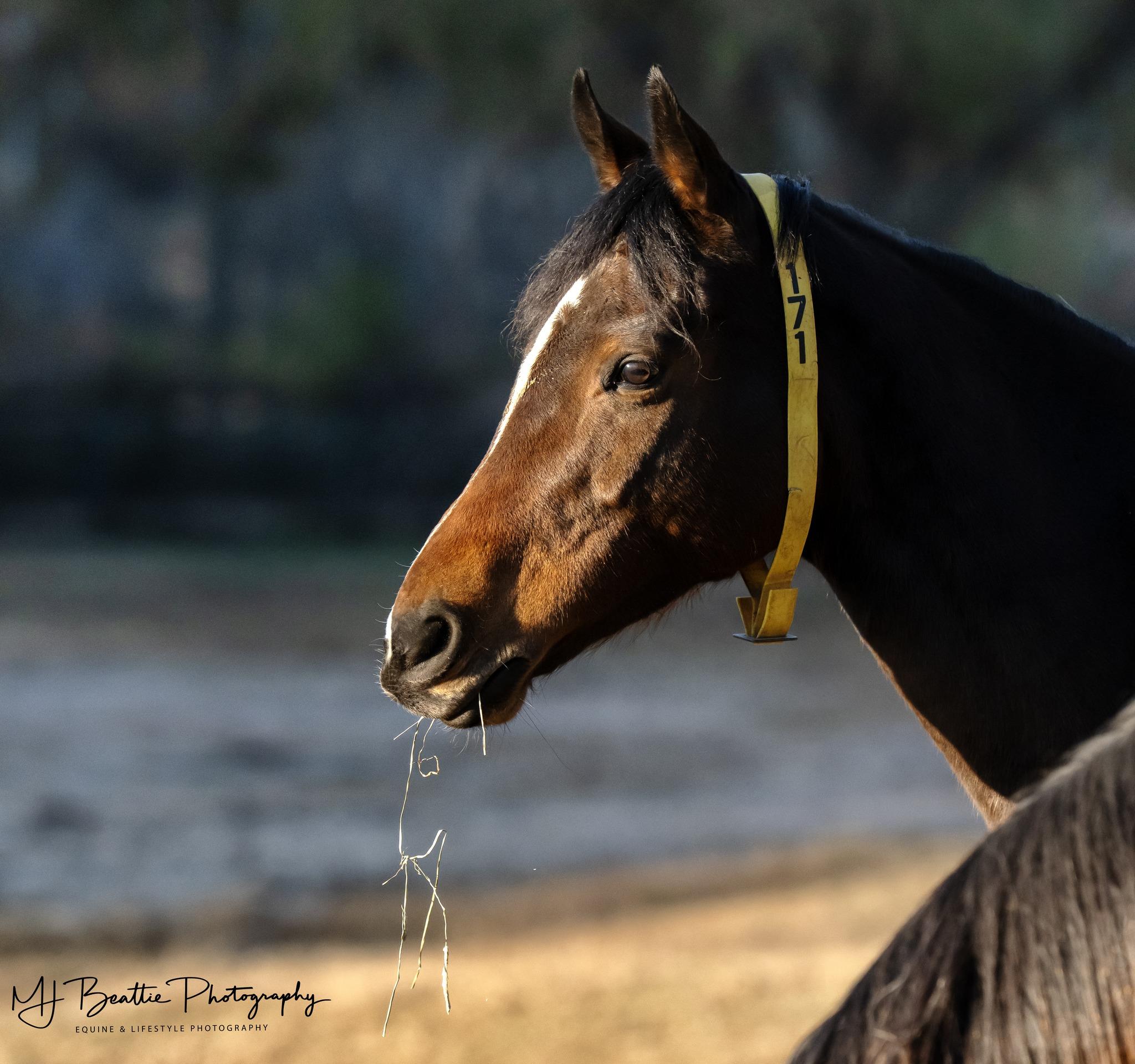 Arrowwood, Adoptable, Adult Female Thoroughbred.