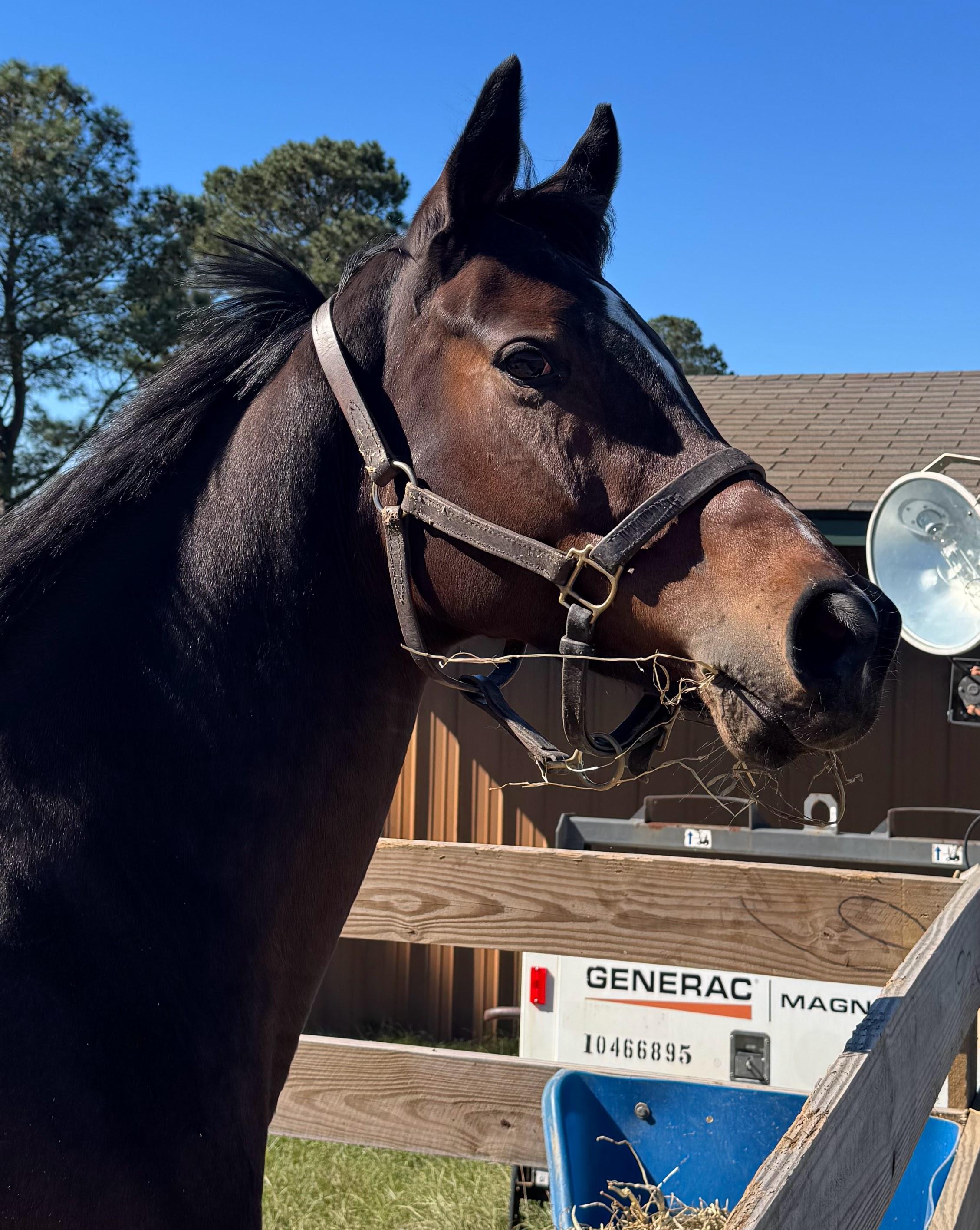 Arrowwood, Adoptable, Adult Female Thoroughbred.