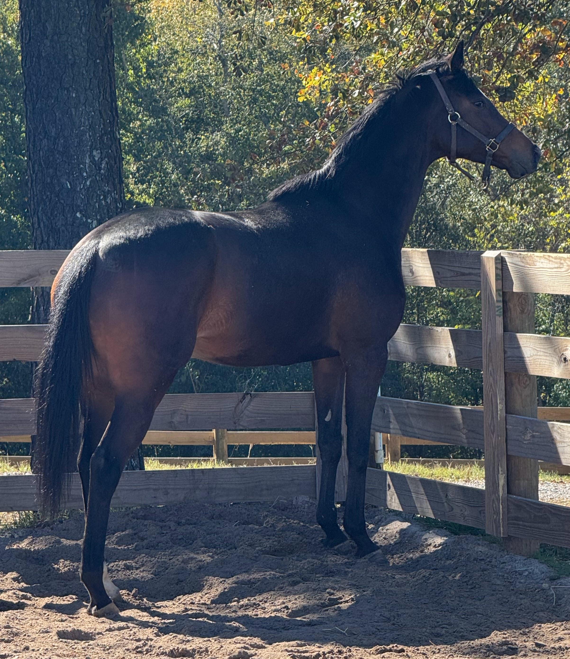 Enlarge Arrowwood, a Adoptable Thoroughbred in Aiken, SC image 2/3