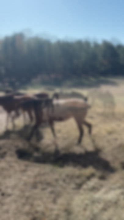 Enlarge Arrowwood, a Adoptable Thoroughbred in Aiken, SC video 3/3