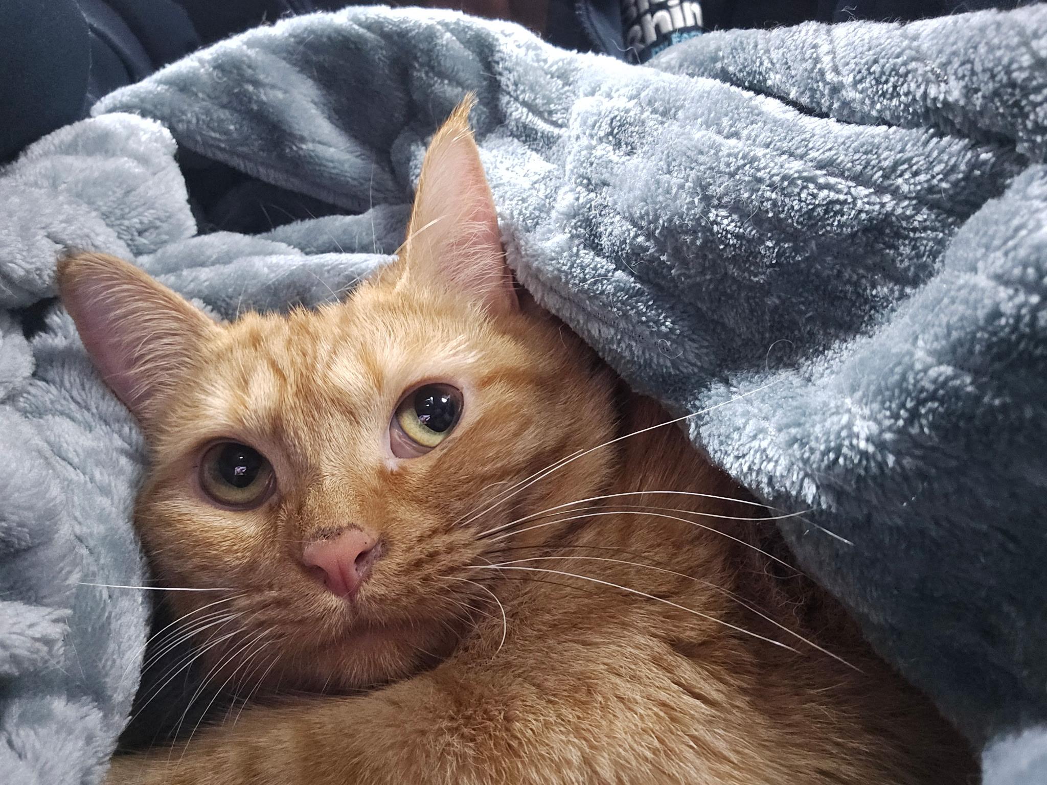 Mia, Adoptable, Young Female Domestic Short Hair.