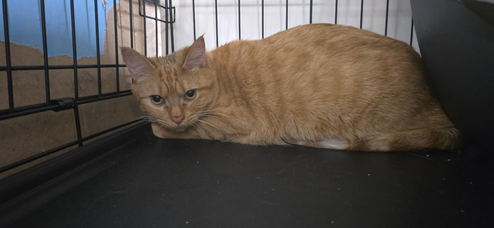 Enlarge Mia, a Adoptable Domestic Short Hair in Chehalis, WA image 2/4