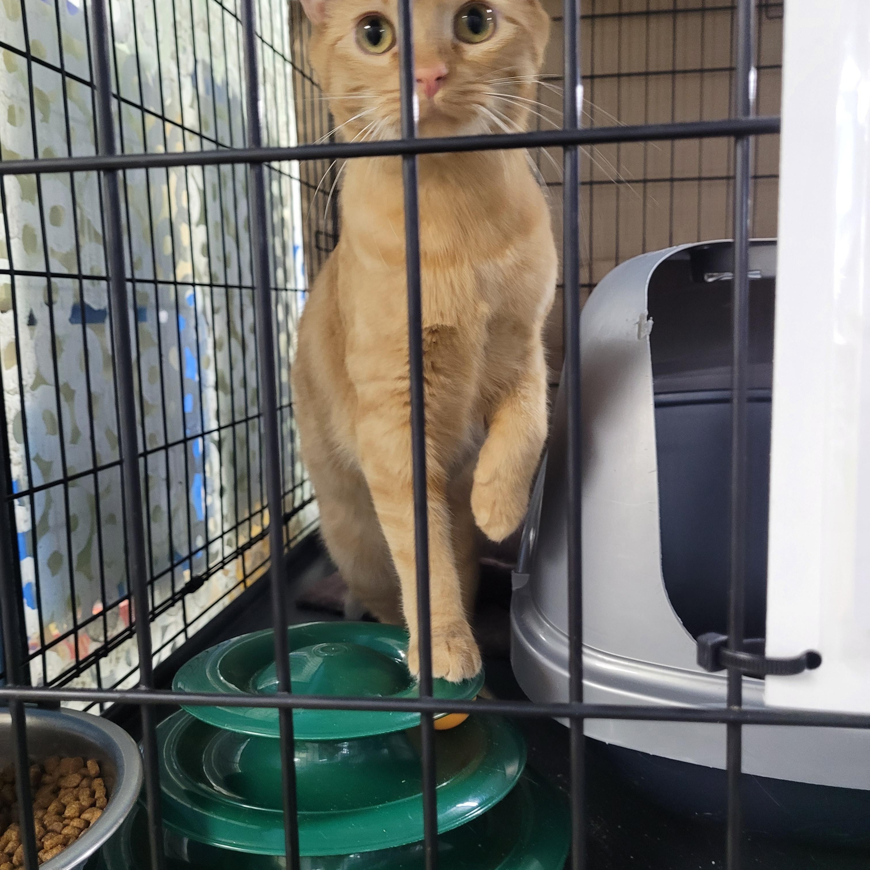 Enlarge Mia, a Adoptable Domestic Short Hair in Chehalis, WA image 3/4