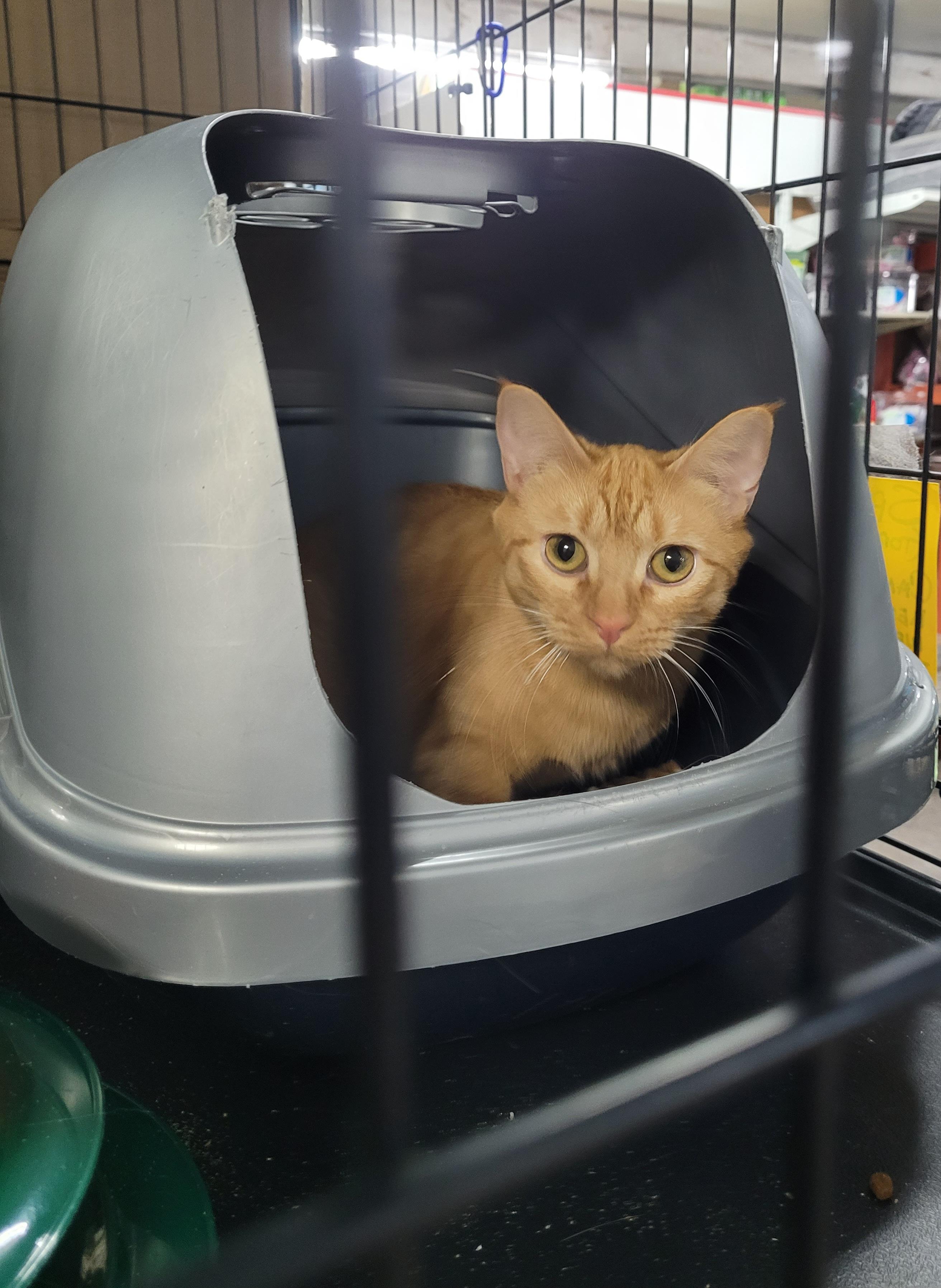 Enlarge Mia, a Adoptable Domestic Short Hair in Chehalis, WA image 4/4