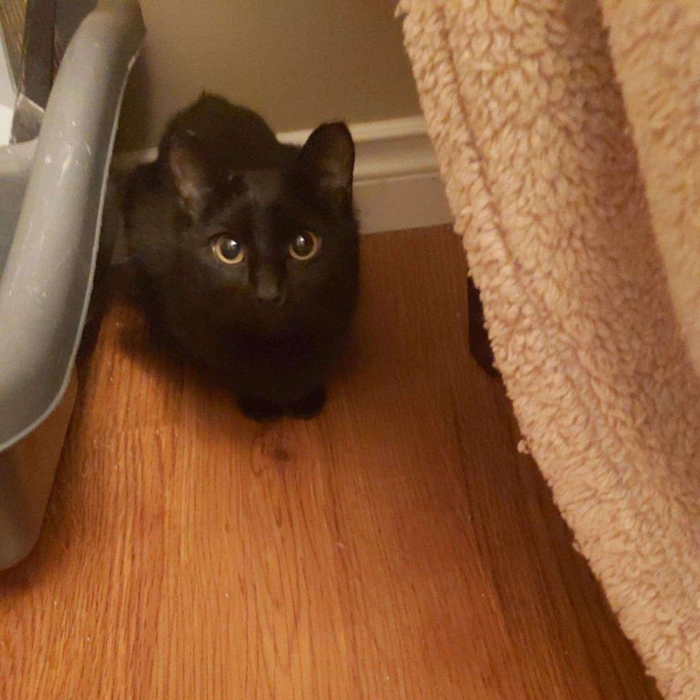 Autumn, a Adoptable Domestic Short Hair in Abbotsford, BC image 2/4