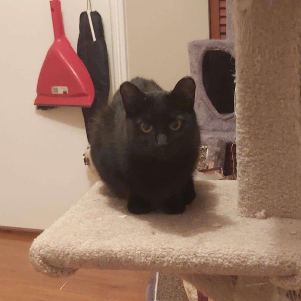 Autumn, a Adoptable Domestic Short Hair in Abbotsford, BC image 3/4