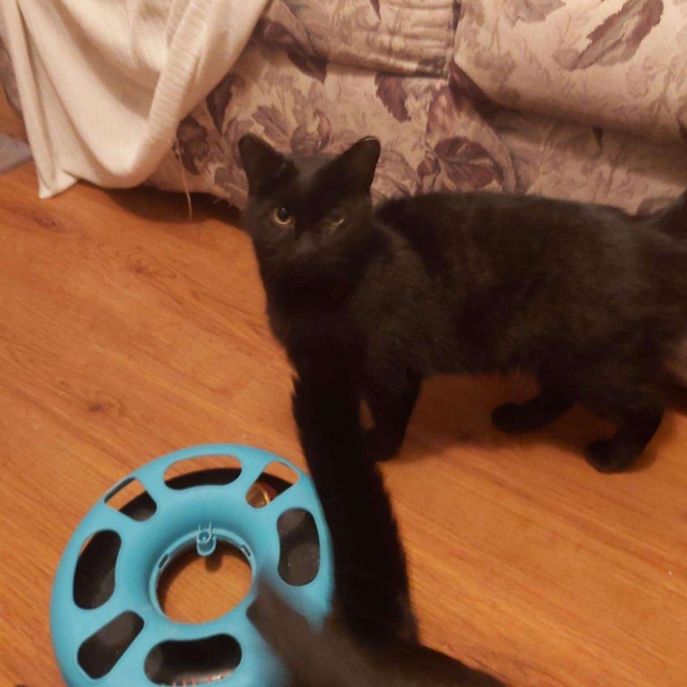 Autumn, a Adoptable Domestic Short Hair in Abbotsford, BC image 4/4